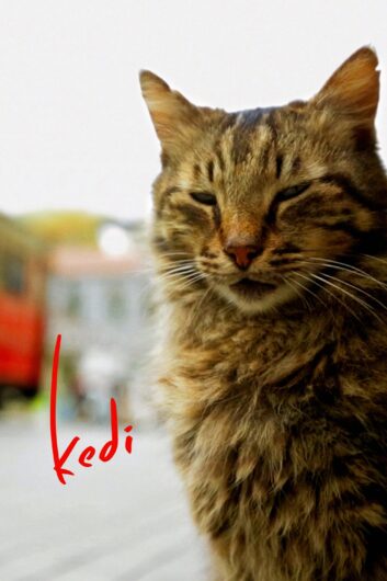 دانلود فیلم Kedi 2016 دوبله فارسی
